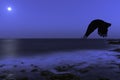 Full moon over Atlantic Ocean an flying raven - Los Cocoteros, Lanzarote Royalty Free Stock Photo