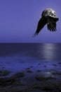 Full moon over Atlantic Ocean an flying raven - Los Cocoteros, Lanzarote Royalty Free Stock Photo