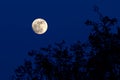 Full moon over forest Royalty Free Stock Photo