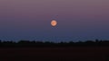 Moon rise over forest Royalty Free Stock Photo