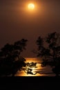 Full moon over ocean beach and mangroves, reflections framed by silhouetted trees