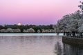 Full moon over the tidal basin in Washington DC during sunrise, peak cherry blossom Royalty Free Stock Photo