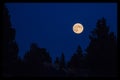 Full moon over trees Royalty Free Stock Photo