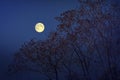 Full moon over the trees in fall season Royalty Free Stock Photo