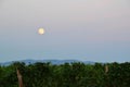 Full moon over vineyard Royalty Free Stock Photo