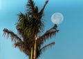 Full Moon Palm Tree Blue Sky