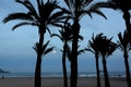 Full moon and palm trees