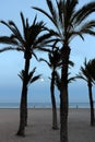 Full moon and palm trees