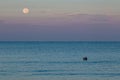 Full Moon and Pelican in Gulf of Mexico, Indian Rocks Beach, Florida Royalty Free Stock Photo