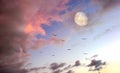 Sunset Moon Birds Sky Beautiful Royalty Free Stock Photo