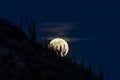 Full moon rising. Saguaro cactus silhouette on moon. Wispy clouds, dark blue sky in background. Royalty Free Stock Photo