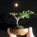full moon serisa foetida shito bonsai show Royalty Free Stock Photo