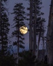 Full moon shines through the pines