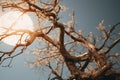 a full moon shining through the branches of a tree