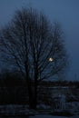 Full moon shining through branches of tree. Royalty Free Stock Photo
