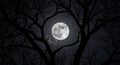 Full moon shining brightly through the silhouette of tree branches Royalty Free Stock Photo