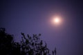 The full moon shining fantastically in the night sky near mars. the silhouettes of the branches in the natural night light. Royalty Free Stock Photo