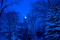 Full moon shining through snow covered pine trees Royalty Free Stock Photo