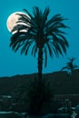 The full moon stands over a palm tree in the temple complex of Karnak and illuminates the scene. Royalty Free Stock Photo