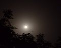 Full Moon with Star with Silhouettes of Trees Royalty Free Stock Photo