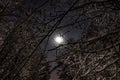 Full moon and starry sky in the night snowy forest