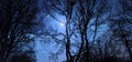 Full moon tree night beautiful Royalty Free Stock Photo