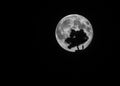 Full moon,tree and woman Royalty Free Stock Photo