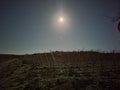 Full Moon Vineyard Royalty Free Stock Photo