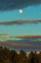 Almost full moon waxing gibbous above the pinewood forest at Zlatibor region landscape