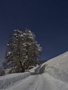 Full moon winter night fairytale, a tree coverd with snow a the side of the road Royalty Free Stock Photo