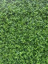 Full of natural green leaf texture Royalty Free Stock Photo