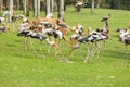 Full of Painted Stork (Mycteria leucocephala ) birds Royalty Free Stock Photo