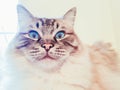 Full pedigree Ragdoll cat looking shocked and suprised portrait. Royalty Free Stock Photo