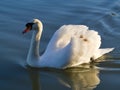 Full photo of an adult swan swimming to the left on a calm lake