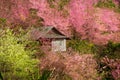 Full pink Cheery blossom Royalty Free Stock Photo