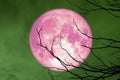 full pink moon back silhouette branch dry tree colorful sky