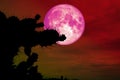 full pink moon back silhouette cactus in desert