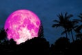 full pink moon over silhouette coconut palm on forest