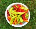 full plastic bowl of fresh organic paprika . Healthy food concept