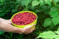 Full plate of raspberries on a background of raspberry bush. freshly picked raspberries. healthy food. farm products