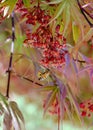 With full pollen baskets, a European Honey Bee visits a flower of a Japanese Maple Tree