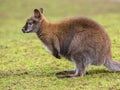 Full portrait of a Bennet Wallaby Royalty Free Stock Photo
