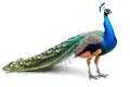 Full portrait of a peacock with vibrant tail feathers. Concept of ornithology, bird elegance, feather patterns, and Royalty Free Stock Photo