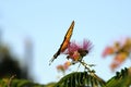 Full profile of Swallowtail Butterfly feeding Royalty Free Stock Photo