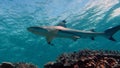 Full profile view of a Blacktip Reef Shark