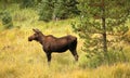 Full profile view of a female moose Royalty Free Stock Photo