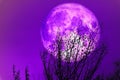 Full purple moon back silhouette dry tree and colorful sky