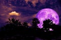 full purple moon back silhouette palm tree in dark night heap cl