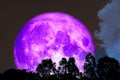 Full purple moon over silhouette tree on the forest Royalty Free Stock Photo