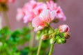 Full of raindrops vibrant red pink buds of blooming pelargonium geranium flower plant after the rain